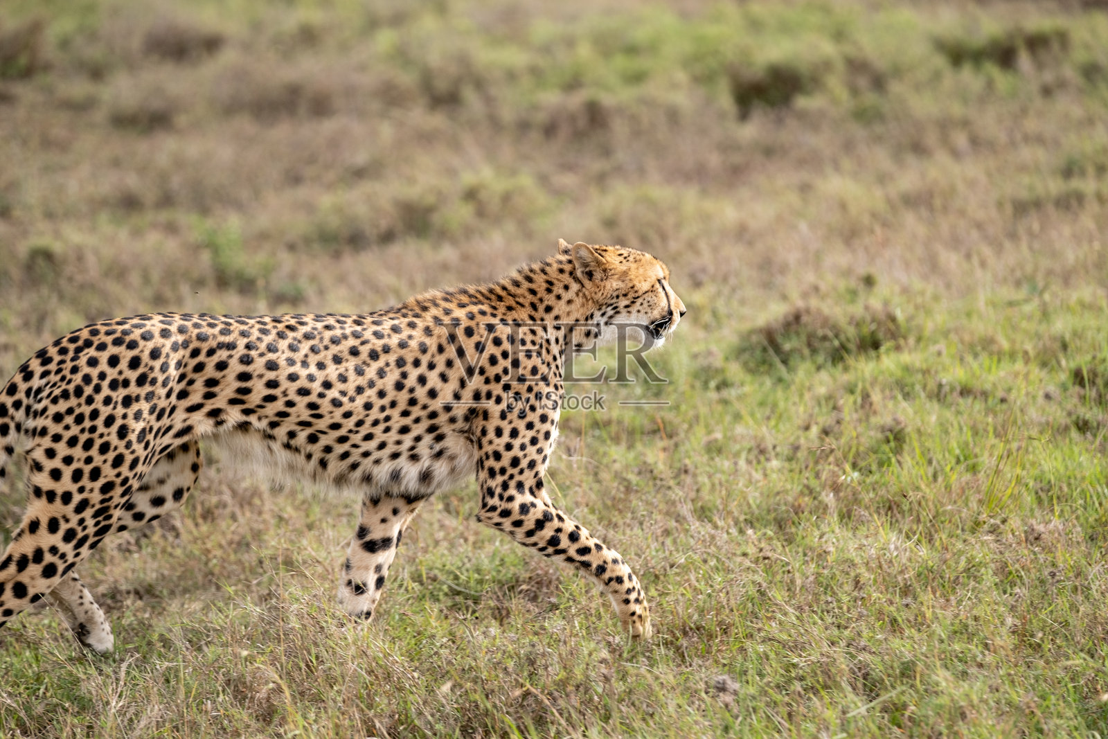 肯尼亚-奈波绍温室公园照片摄影图片