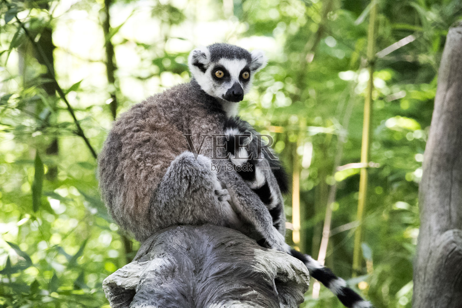 坐在树上的环尾狐猴照片摄影图片