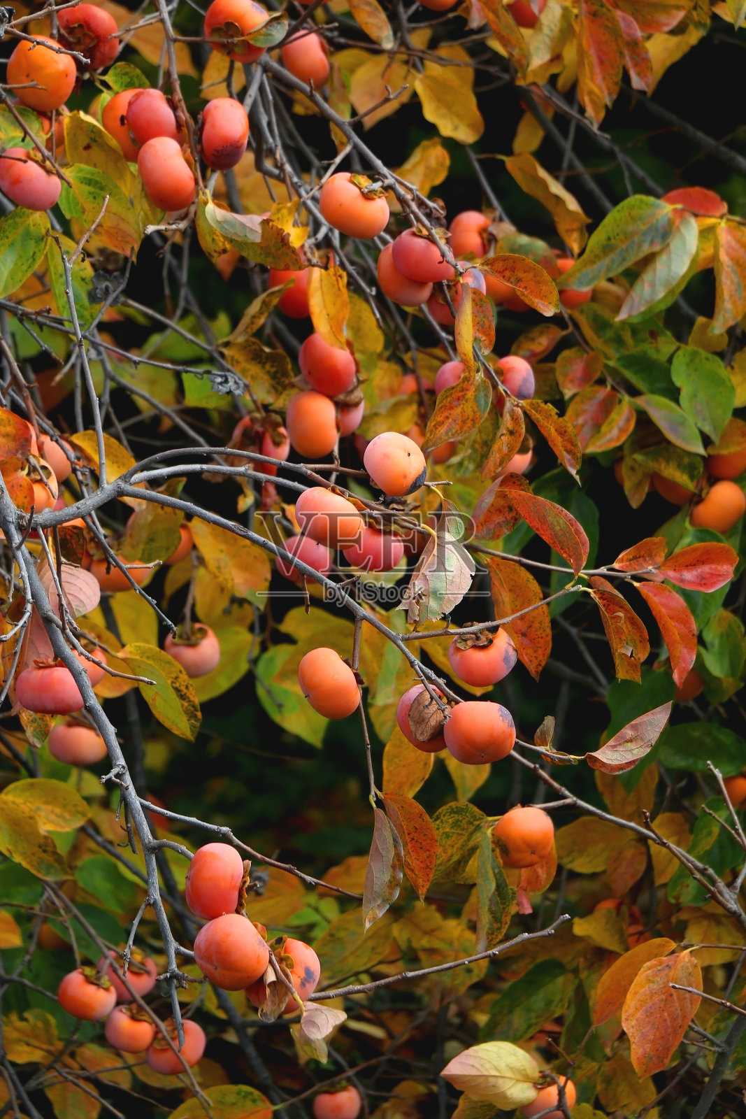 柿子树照片摄影图片
