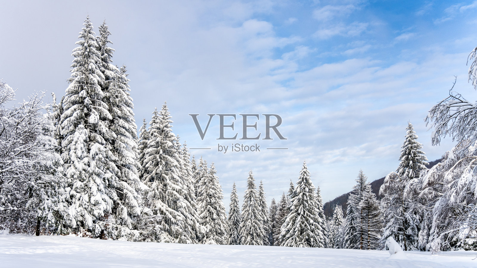 树被雪覆盖。冬天在山林里。照片摄影图片