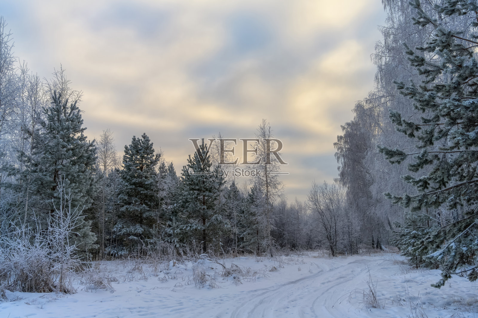 在一个阳光明媚的夜晚，有霜冻树木的冬季景观。照片摄影图片