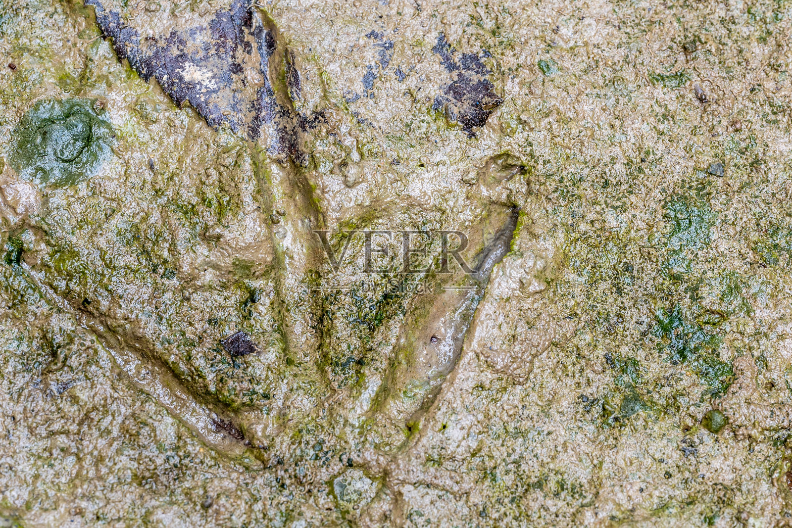 有选择地聚焦在小溪边泥里留下的火鸡轨迹上。照片摄影图片