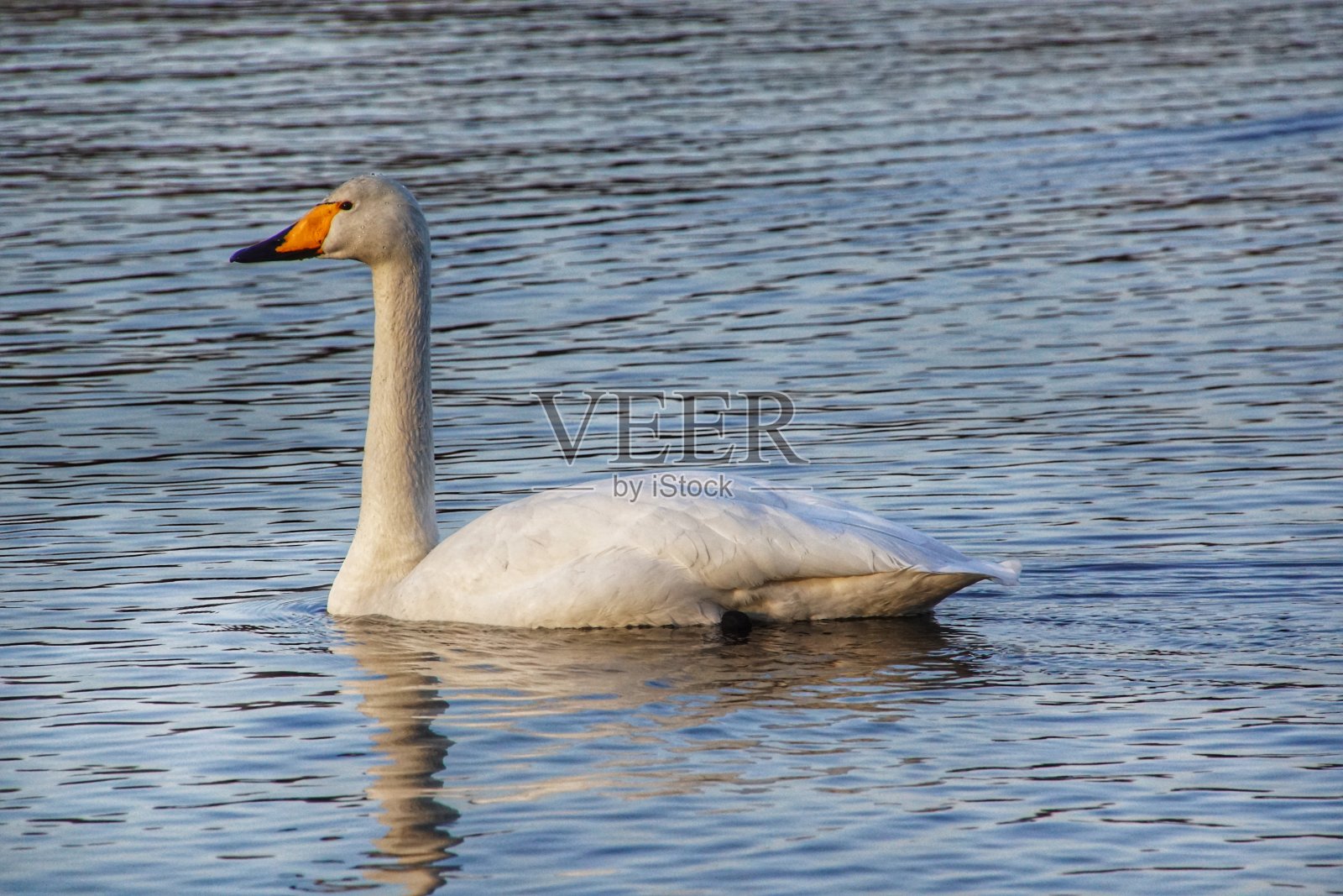 华伯天鹅在海里游泳照片摄影图片