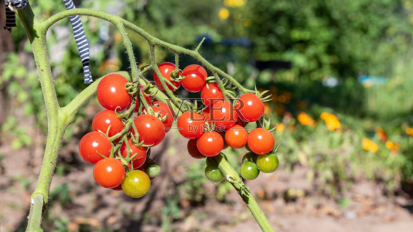 嫩枝上鲜红的圣女果。照片摄影图片