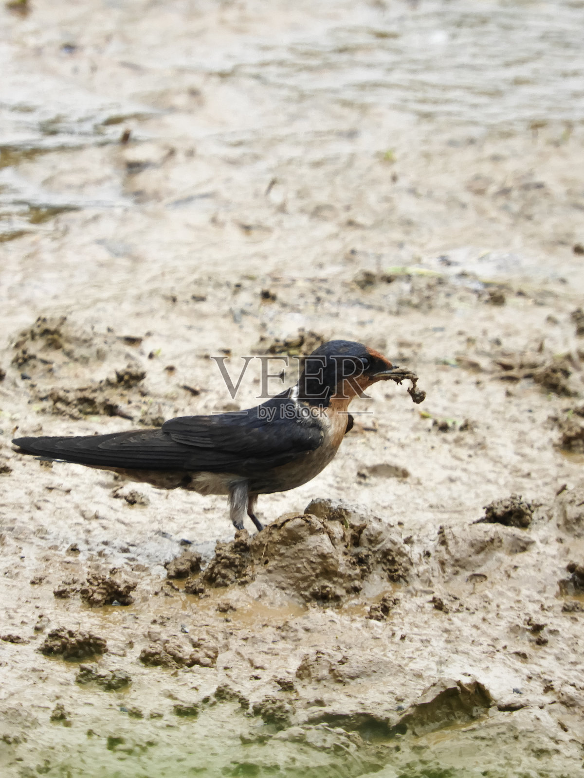 鸟在湖中栖息的特写镜头照片摄影图片