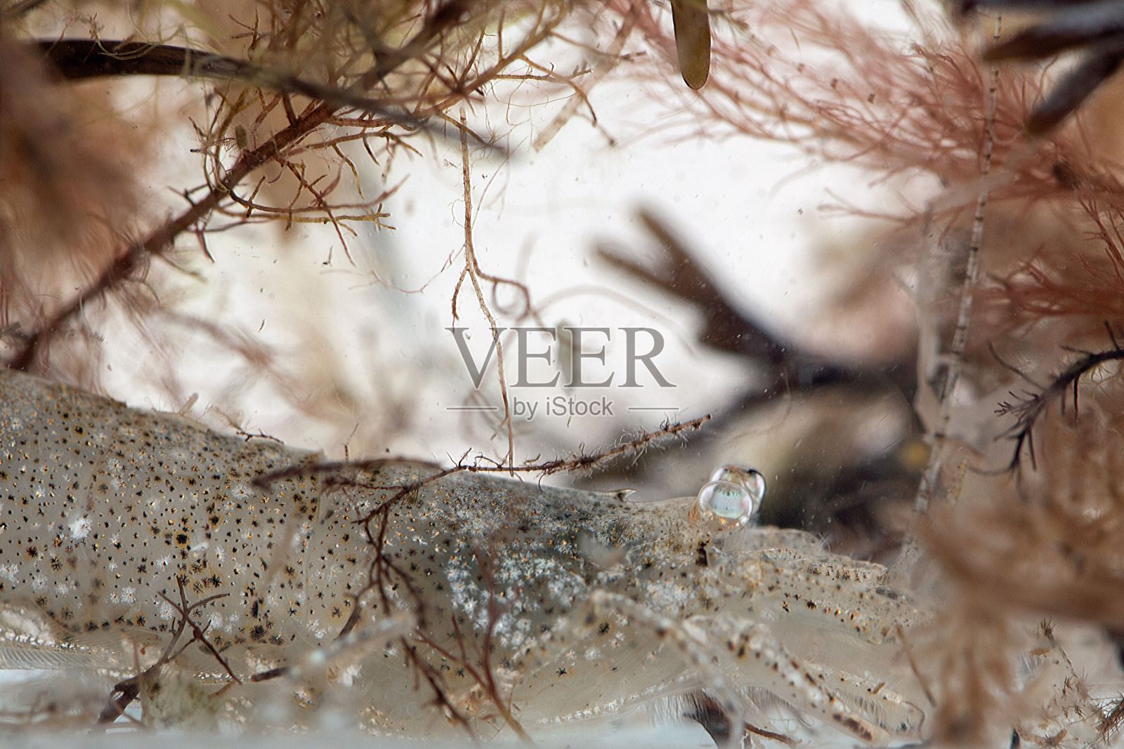 普通虾，Crangon Crangon照片摄影图片