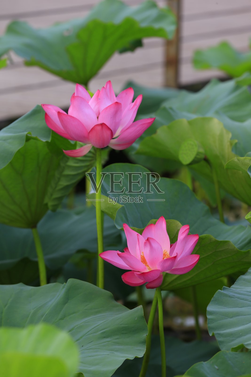 莲花照片摄影图片