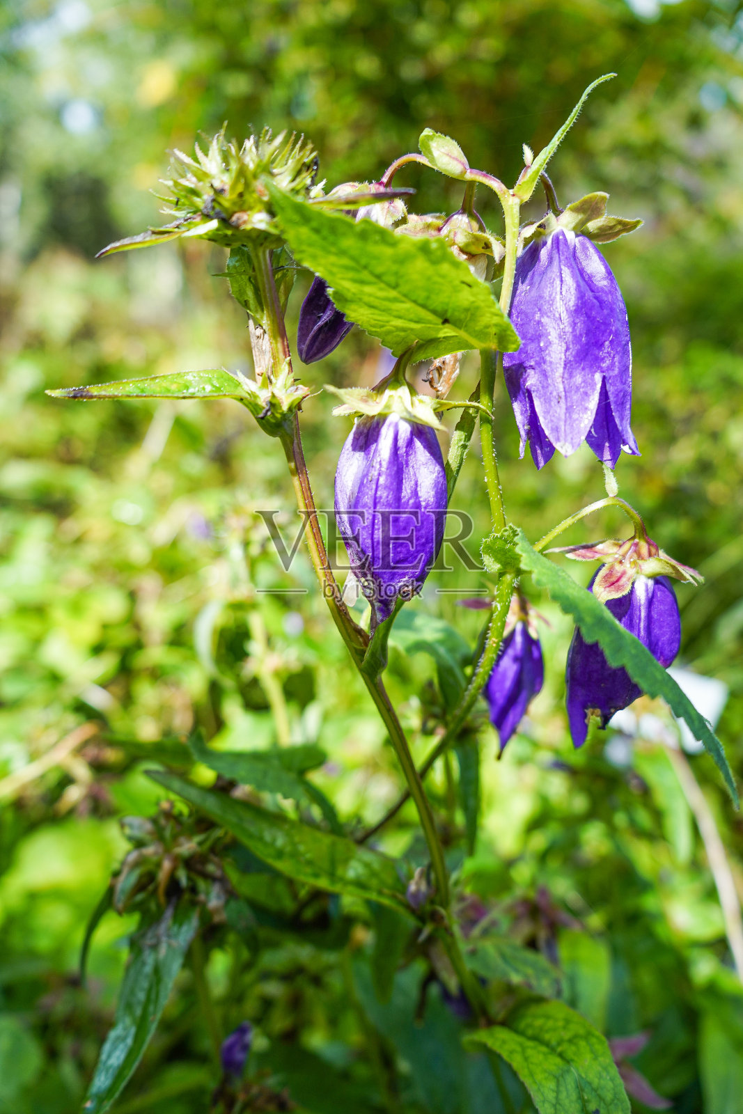 聚集的桔梗花，紫色，特写照片摄影图片