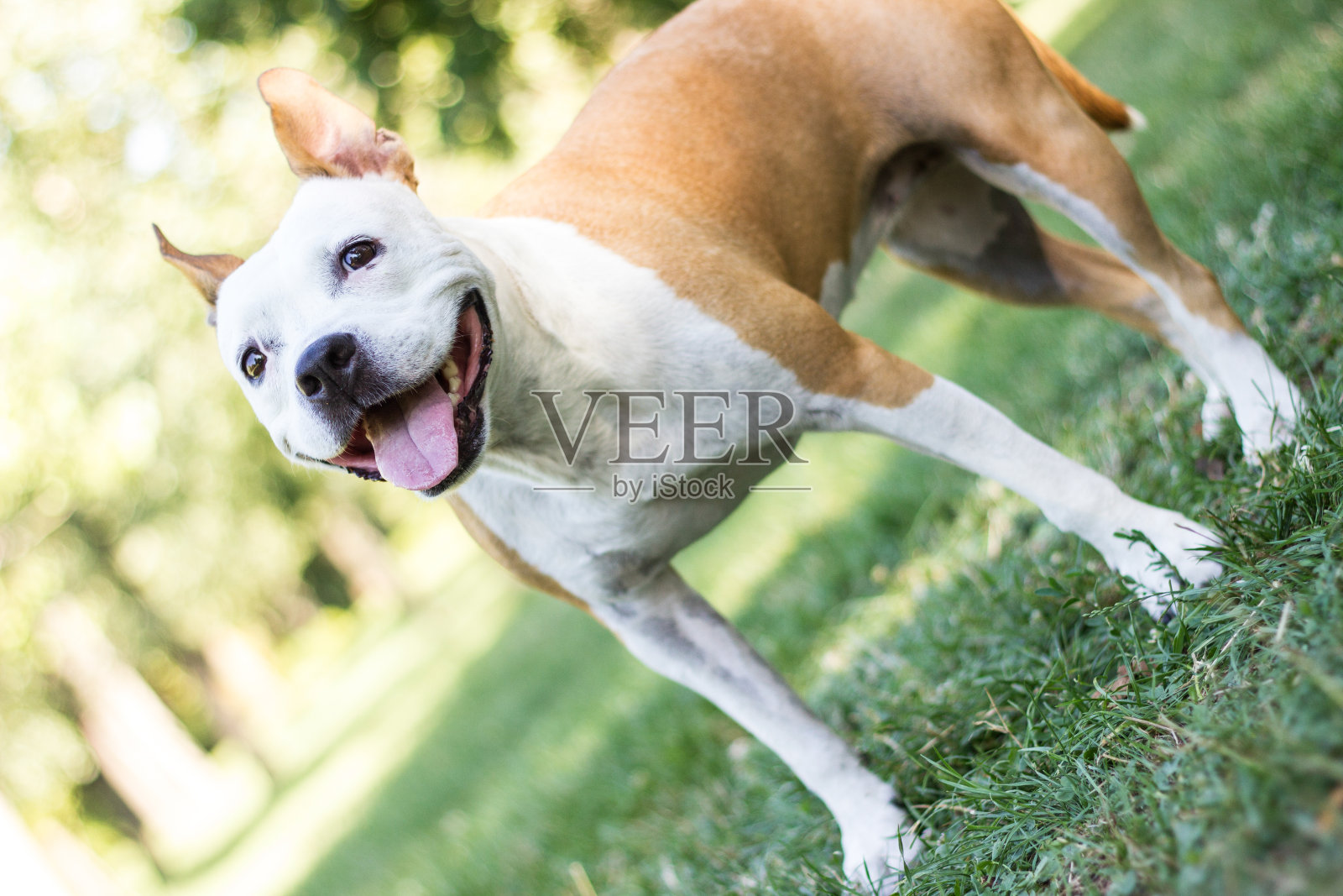 一只耷拉着耳朵的狗狗抬头看着镜头微笑照片摄影图片