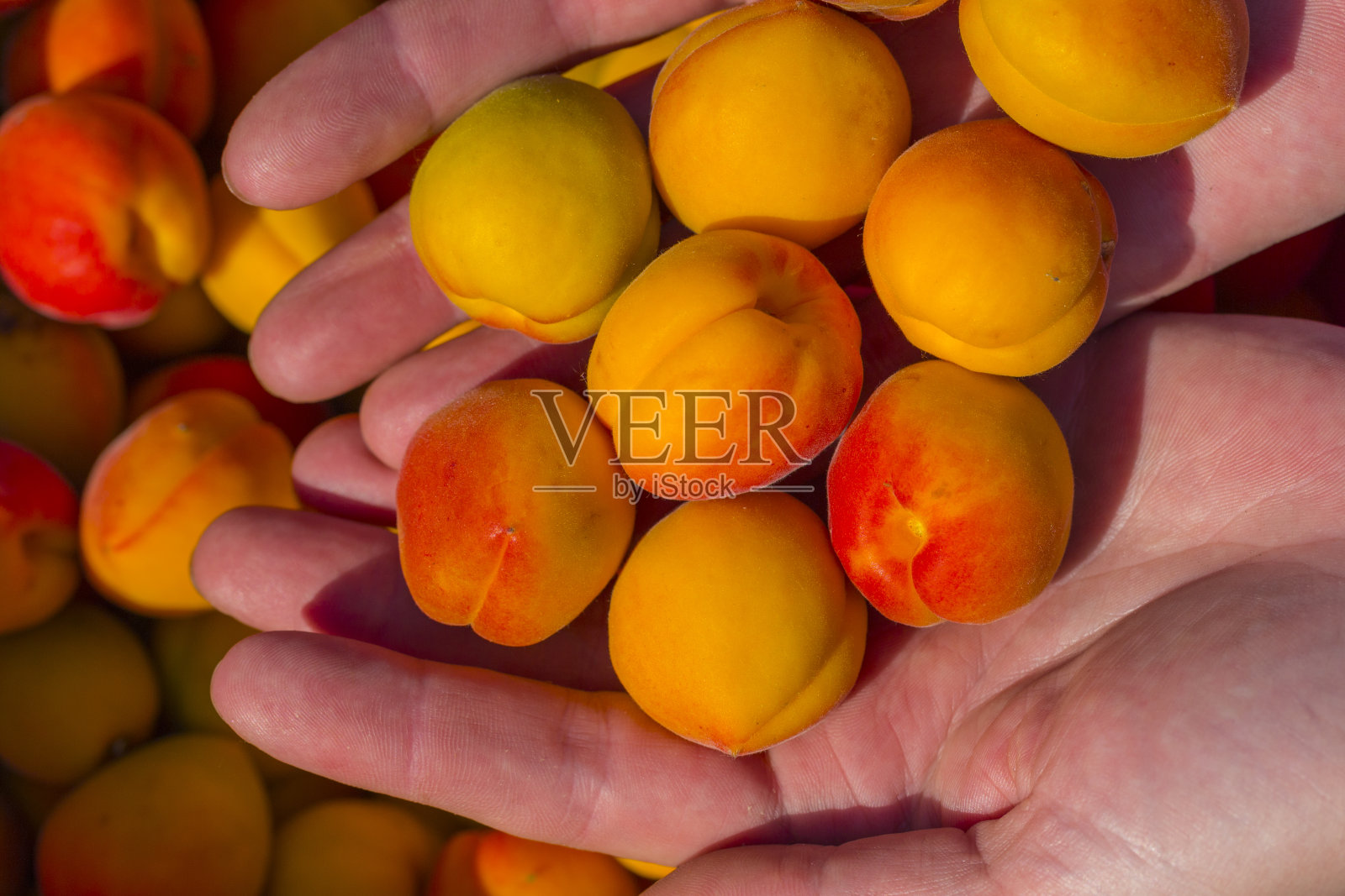 收获期间成熟的杏子照片摄影图片