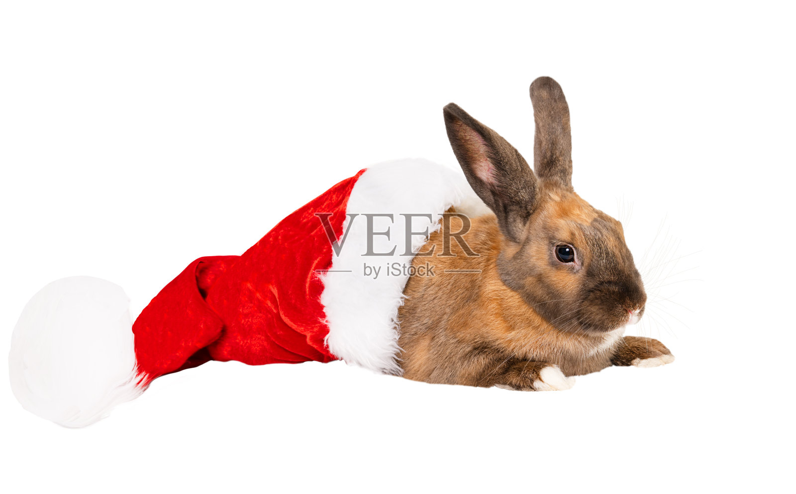 白色背景上戴着圣诞帽的兔子照片摄影图片