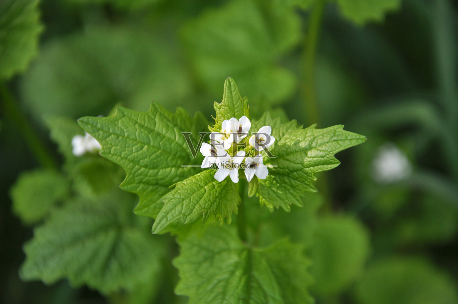 大蒜芥末(Alliaria petiolata)生长在野外照片摄影图片