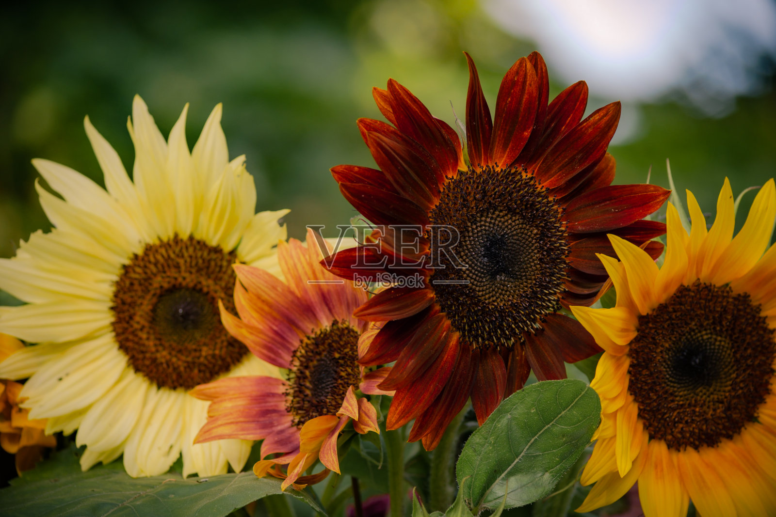 多种花色的向日葵在花束与橙色，黄色和红色的向日葵从向日葵田照片摄影图片
