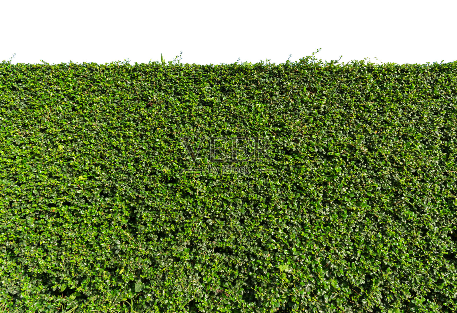 绿色树墙栅栏与混凝土地板隔离在白色背景上，用于公园或花园装饰。照片摄影图片