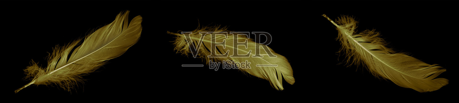 金色羽毛鹅在黑色孤立的背景照片摄影图片