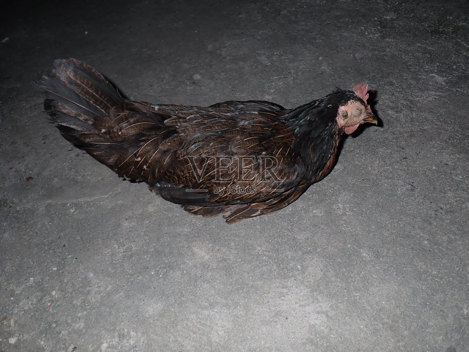 土母鸡在夜里孤立无援照片摄影图片