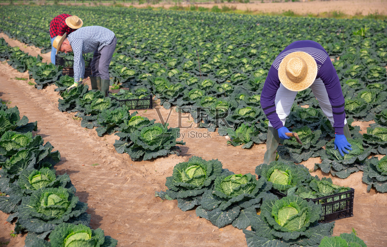 农夫在农场收割卷心菜照片摄影图片