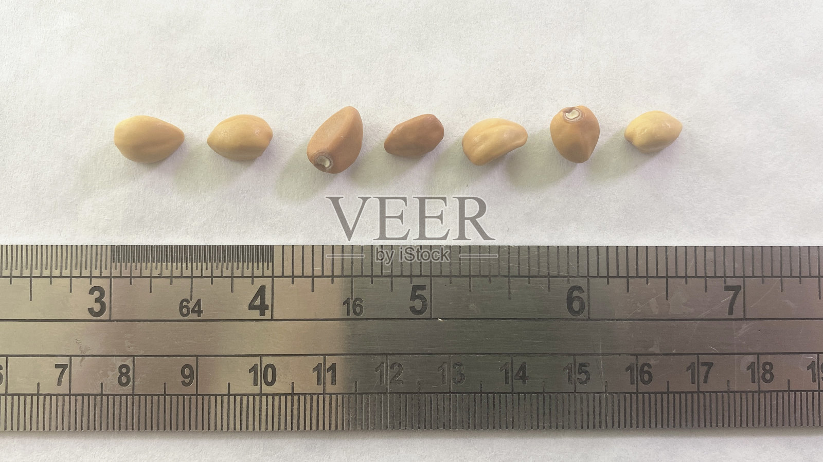 月花牵牛花种子照片摄影图片