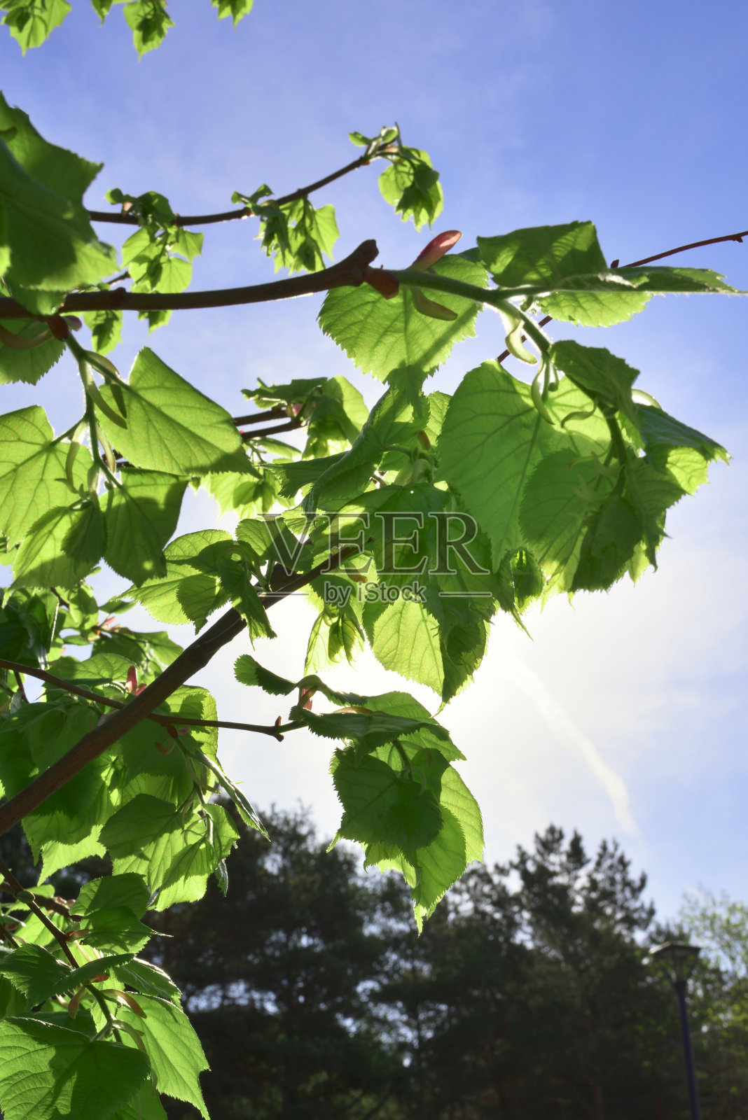阳光下的树叶照片摄影图片