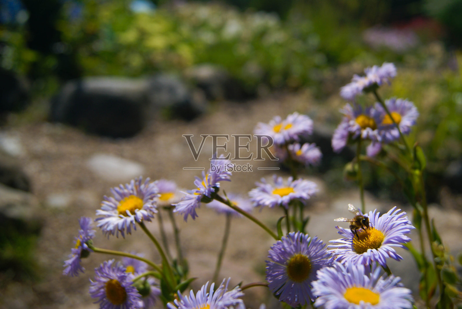 蜜蜂在紫色和黄色的花，花园拍摄-库存照片照片摄影图片