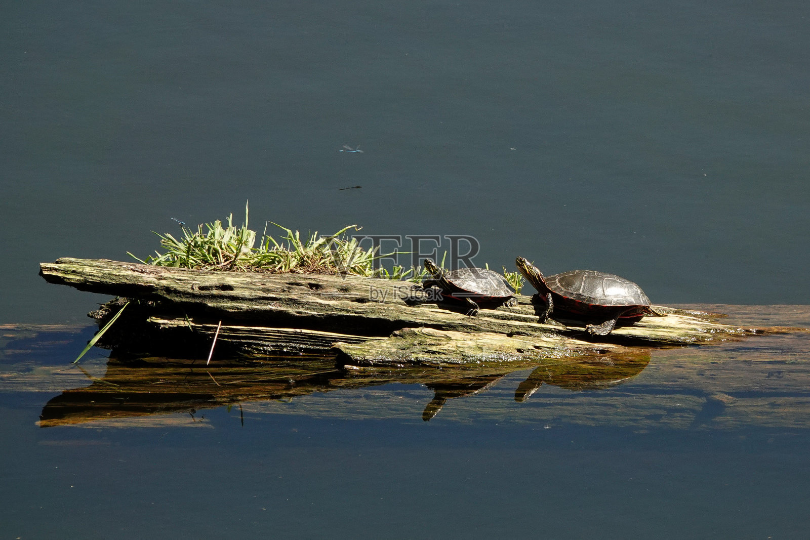 两只西方彩绘龟在池塘的圆木上晒太阳照片摄影图片