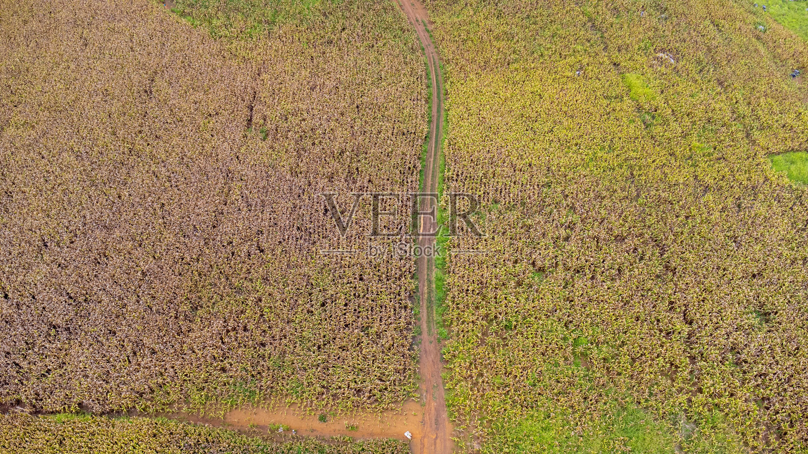 在一个阳光明媚的日子里，鸟瞰成熟的玉米田。泰国北部山区的玉米田农业区俯视图。无人机航拍。照片摄影图片