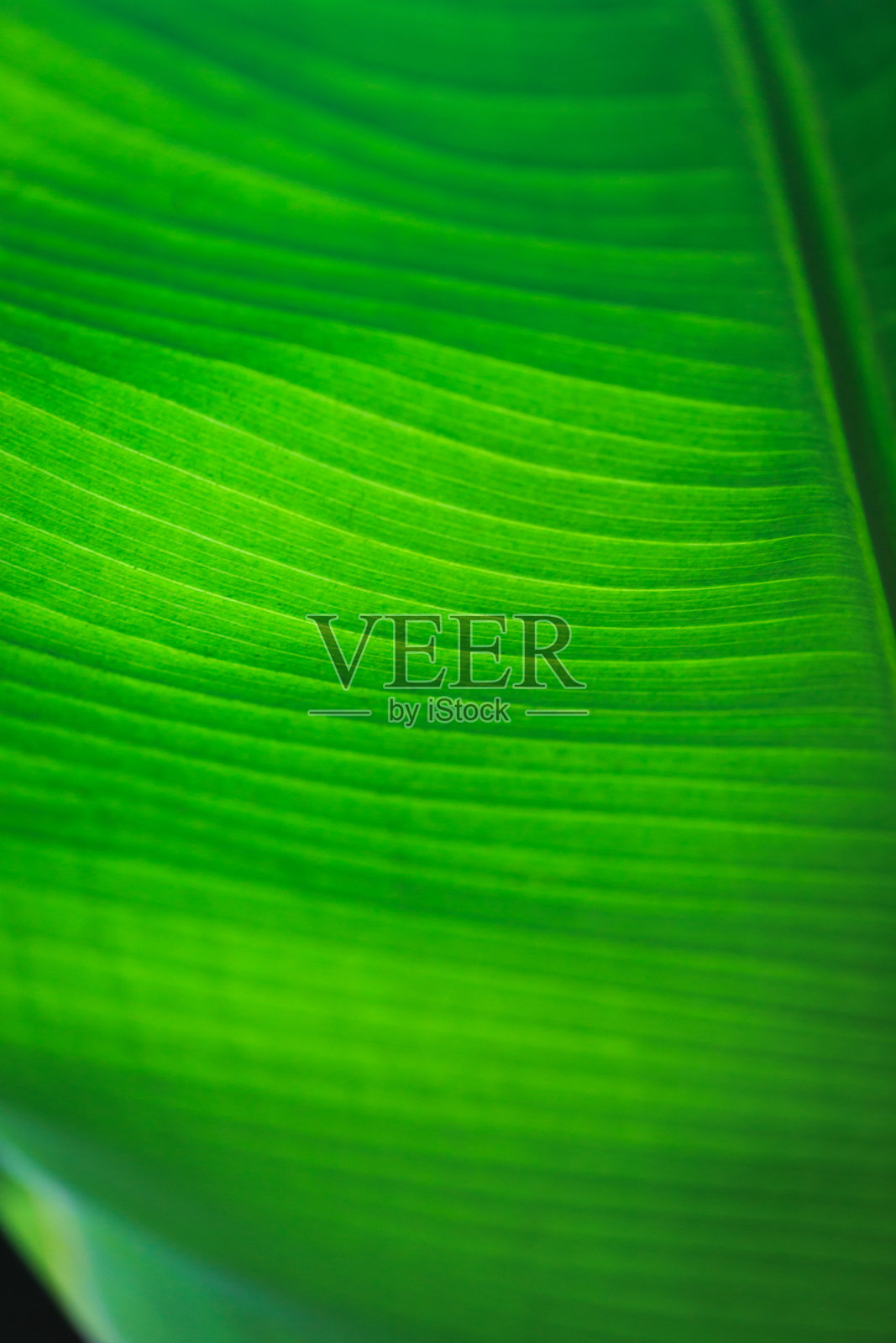 香蕉绿叶特写背景利用我们的空间进行文字或图像背景设计。纹理背景背光鲜绿叶。照片摄影图片