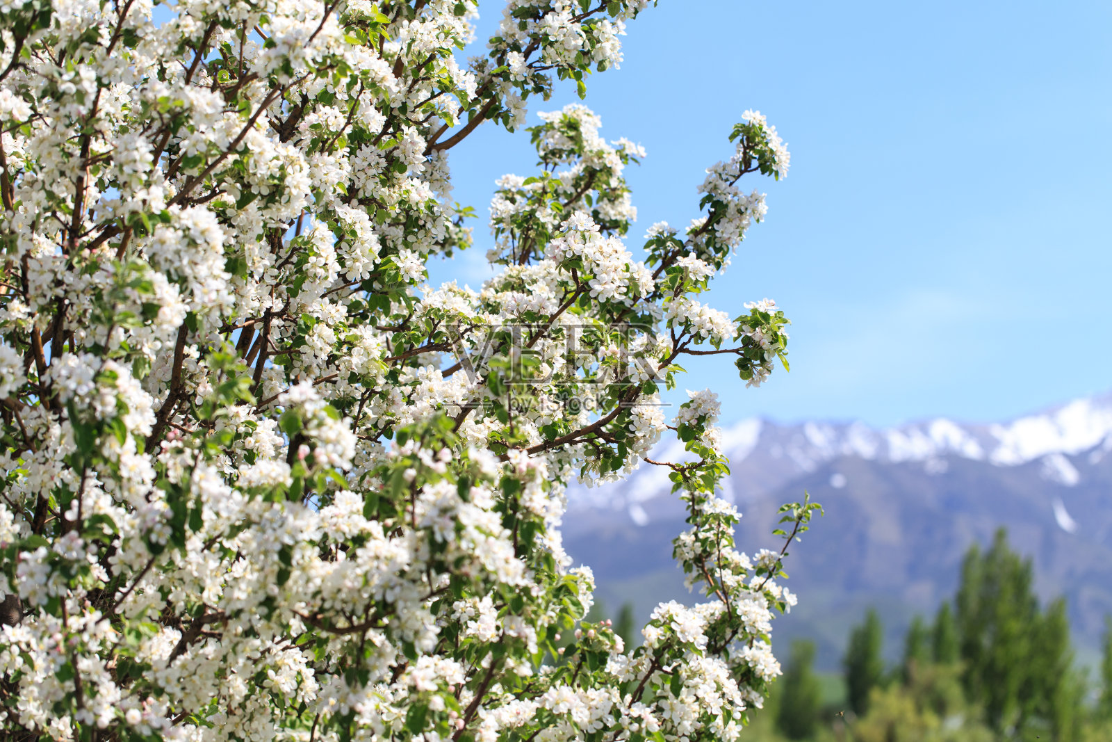 苹果树正在开花。春暖花开的背景。美丽的自然景色，有一棵开花的树。春天的花。照片摄影图片