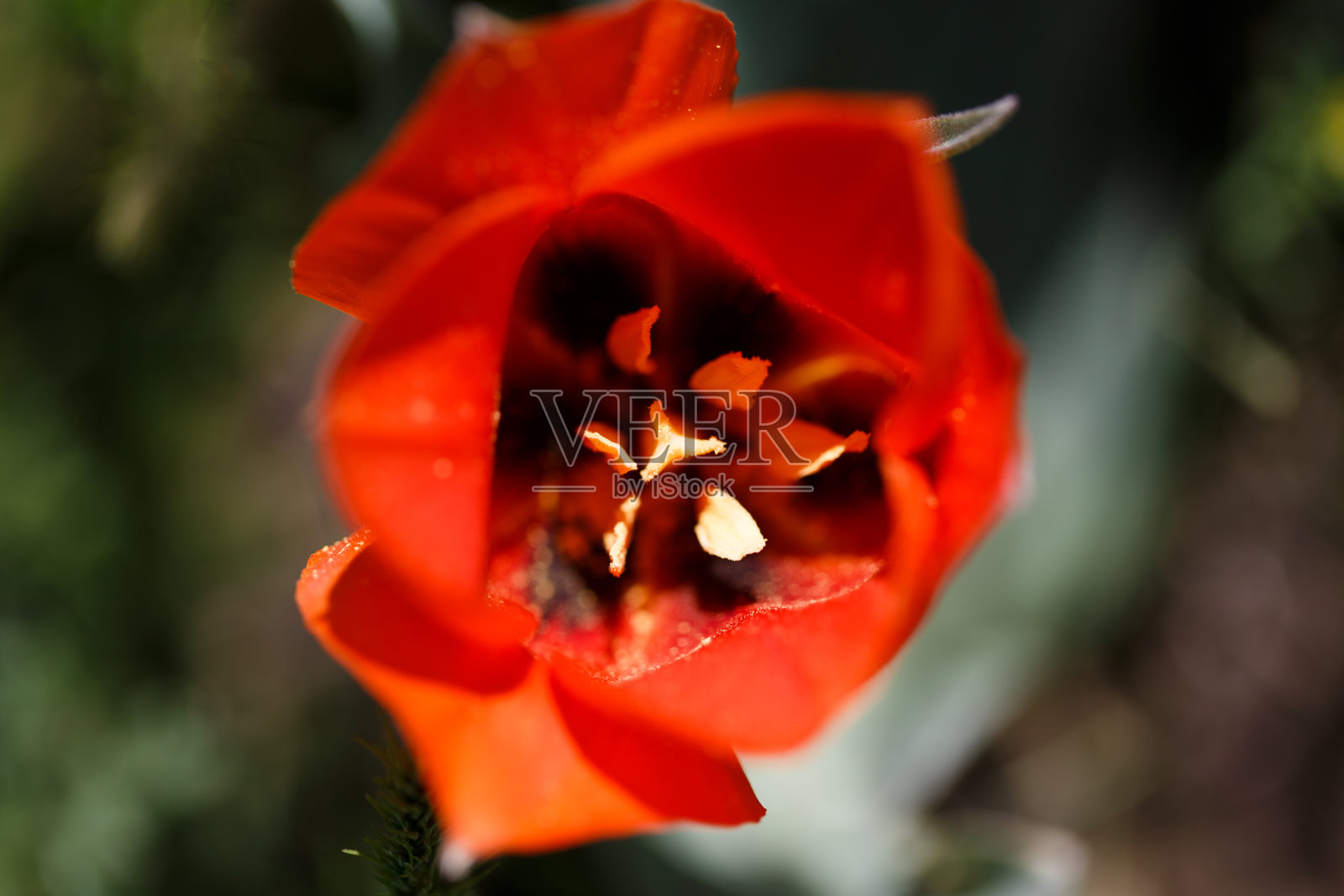 郁金香格雷格。吉尔吉斯斯坦山区的野生郁金香。自然景观。照片摄影图片