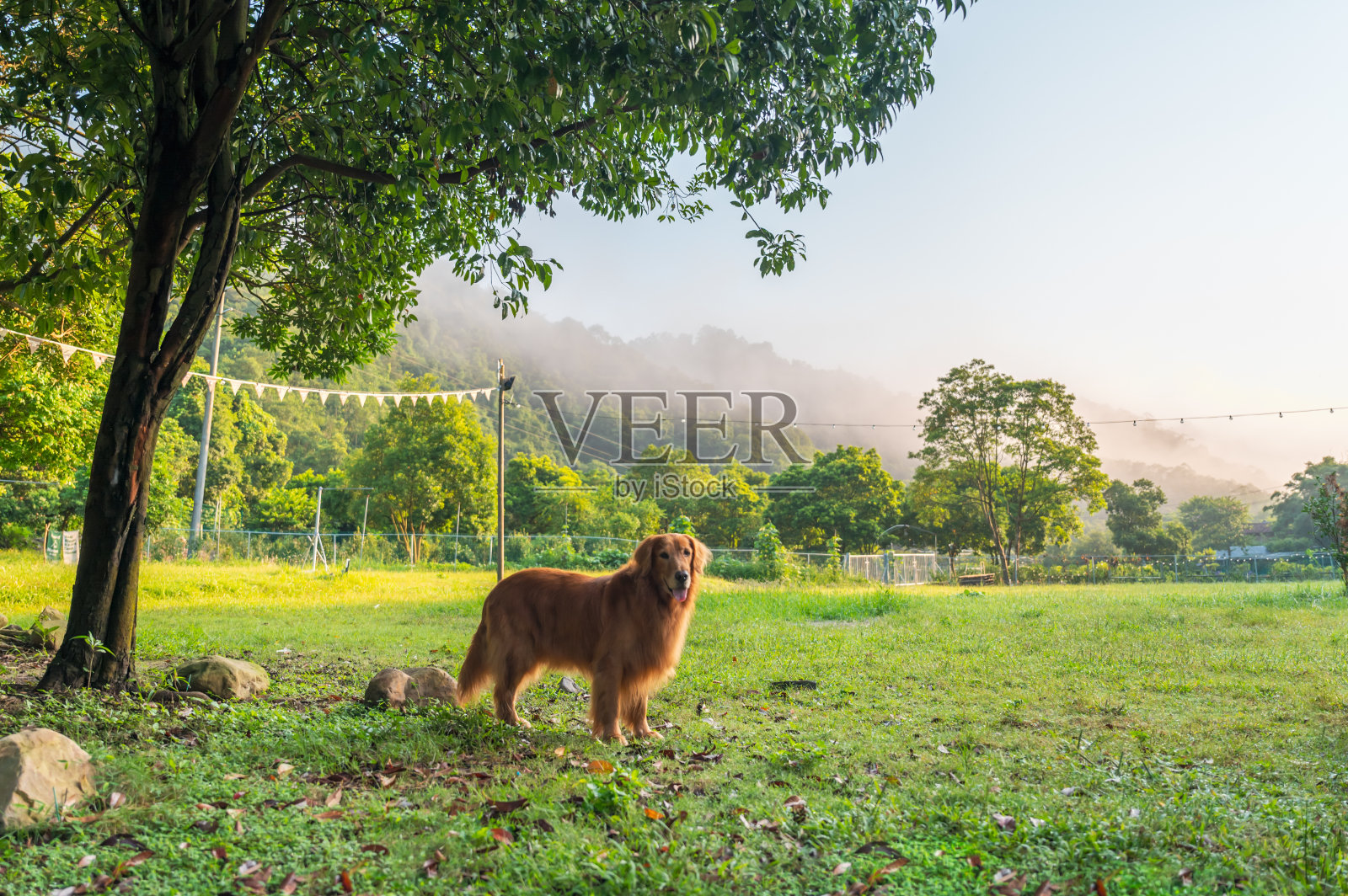 金毛猎犬走在草地上照片摄影图片