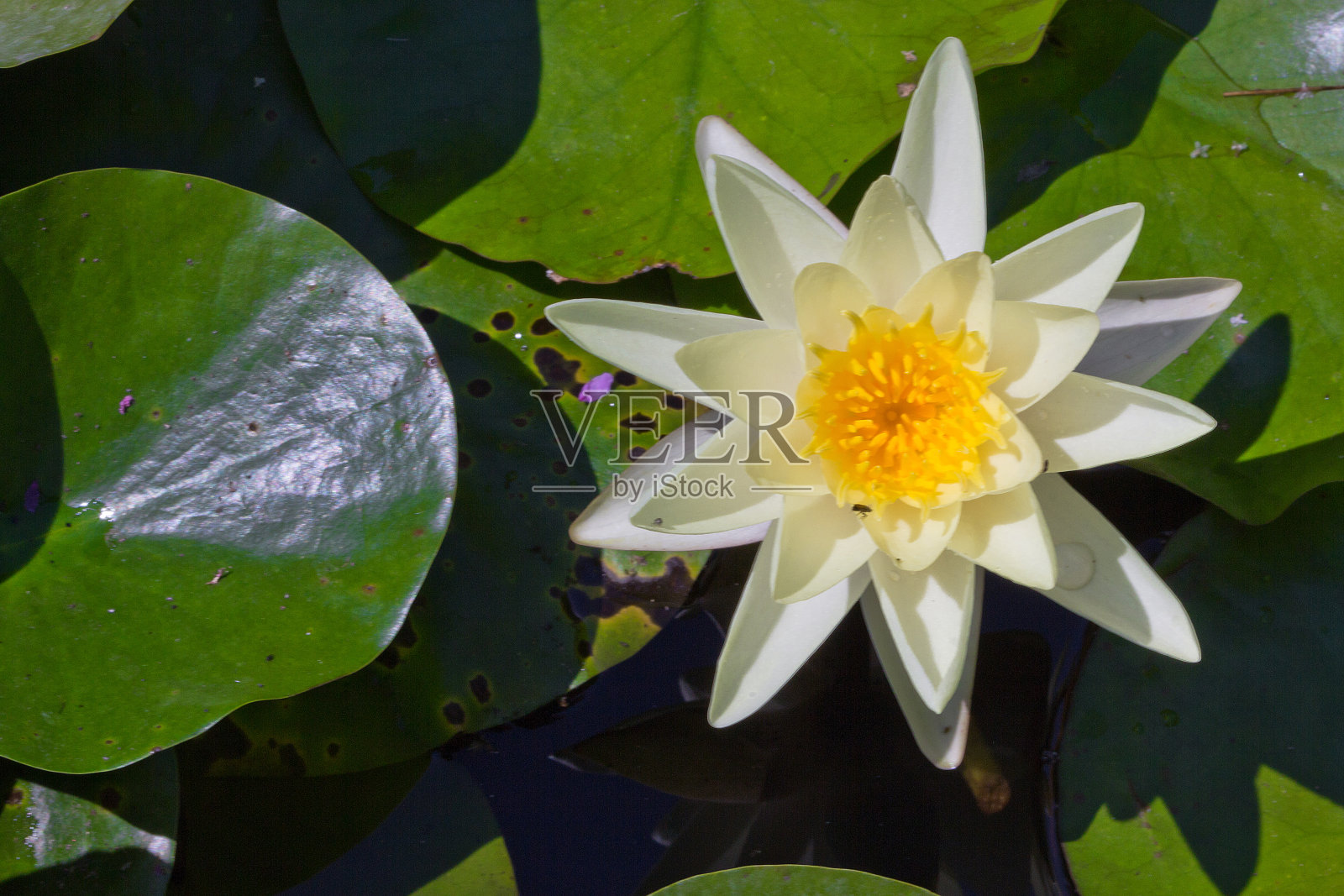 荷叶荷花在池塘照片摄影图片