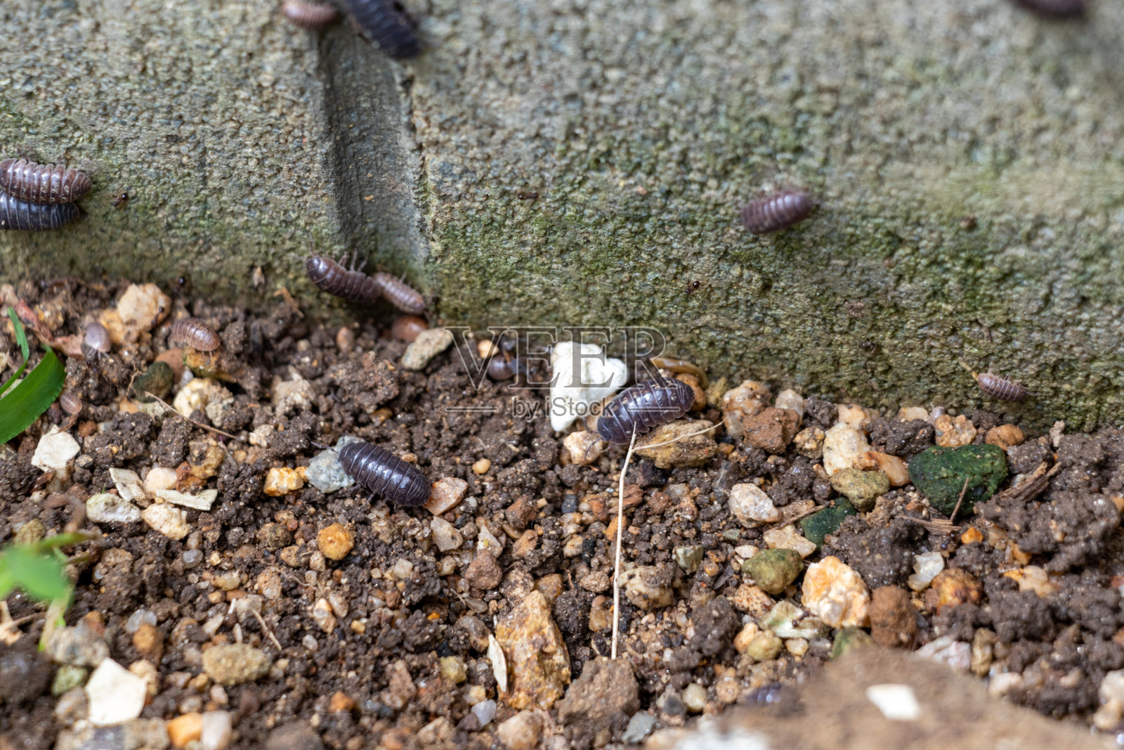 混凝土墙上有很多小虫子照片摄影图片