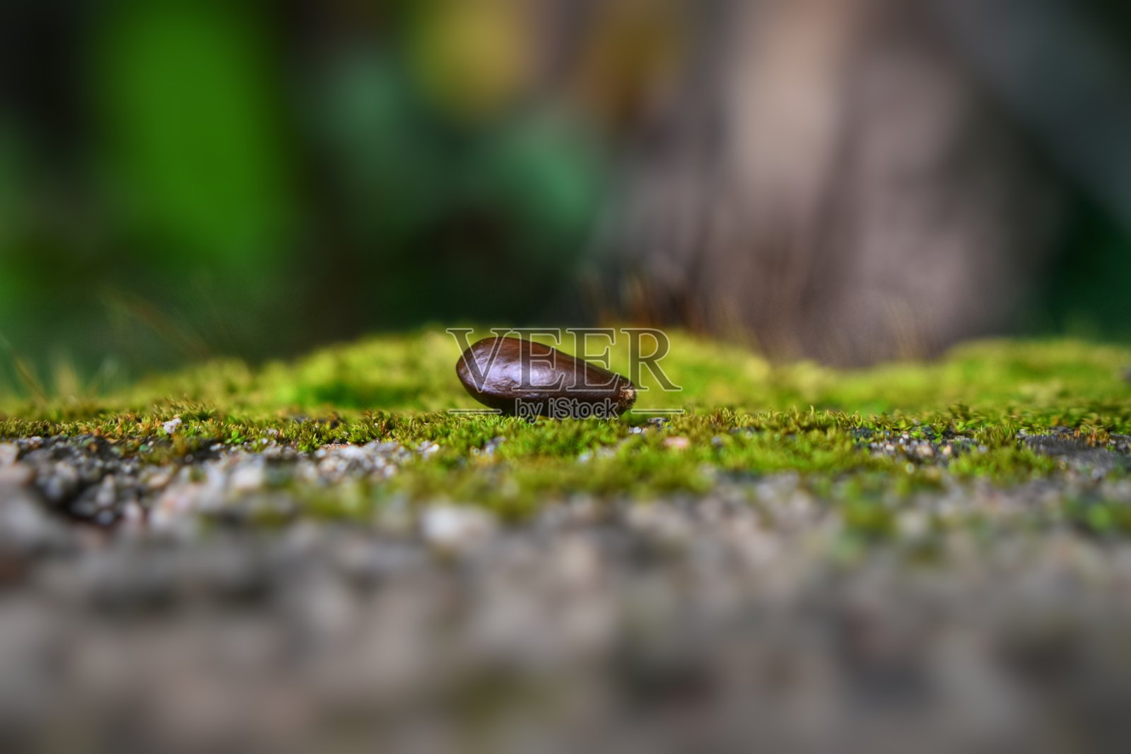 种子在表面照片摄影图片