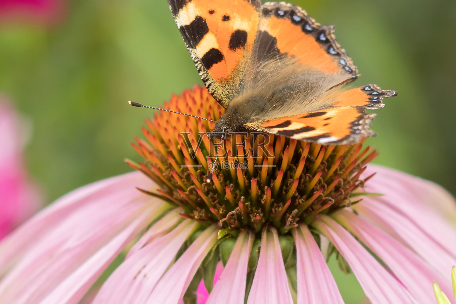 蝴蝶荨麻疹坐在紫锥菊花，特写。照片摄影图片