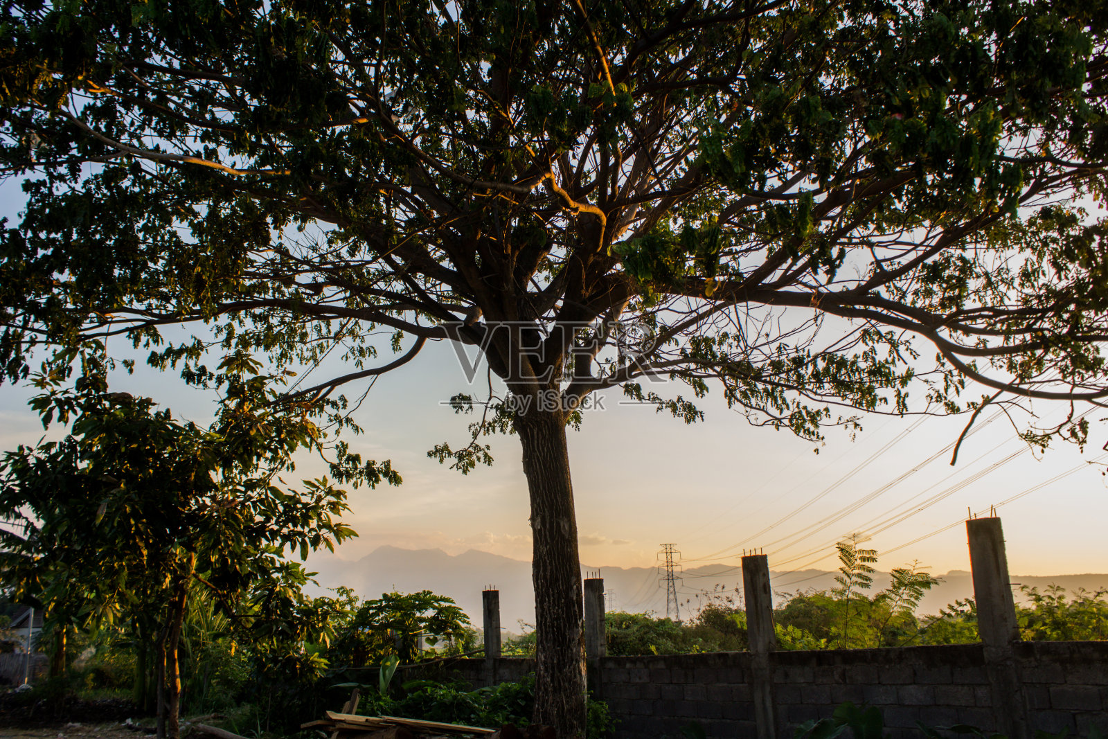 倒塌建筑物前的树枝照片摄影图片