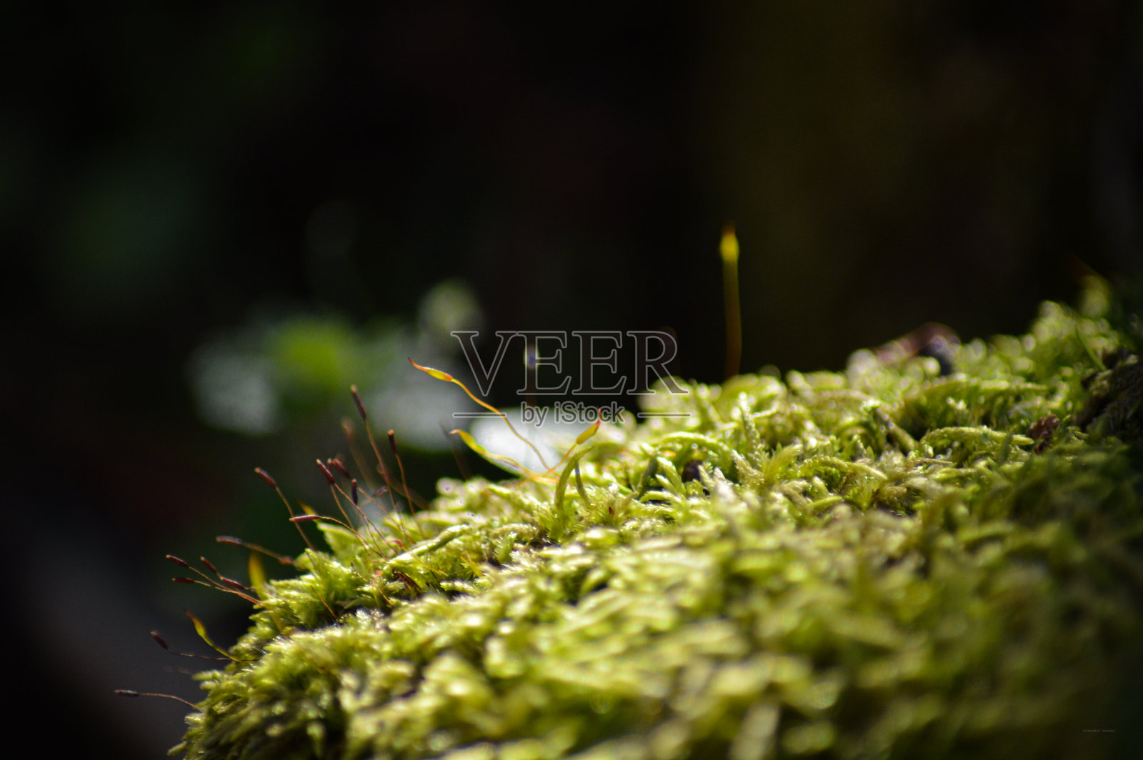 苔藓的照片照片摄影图片