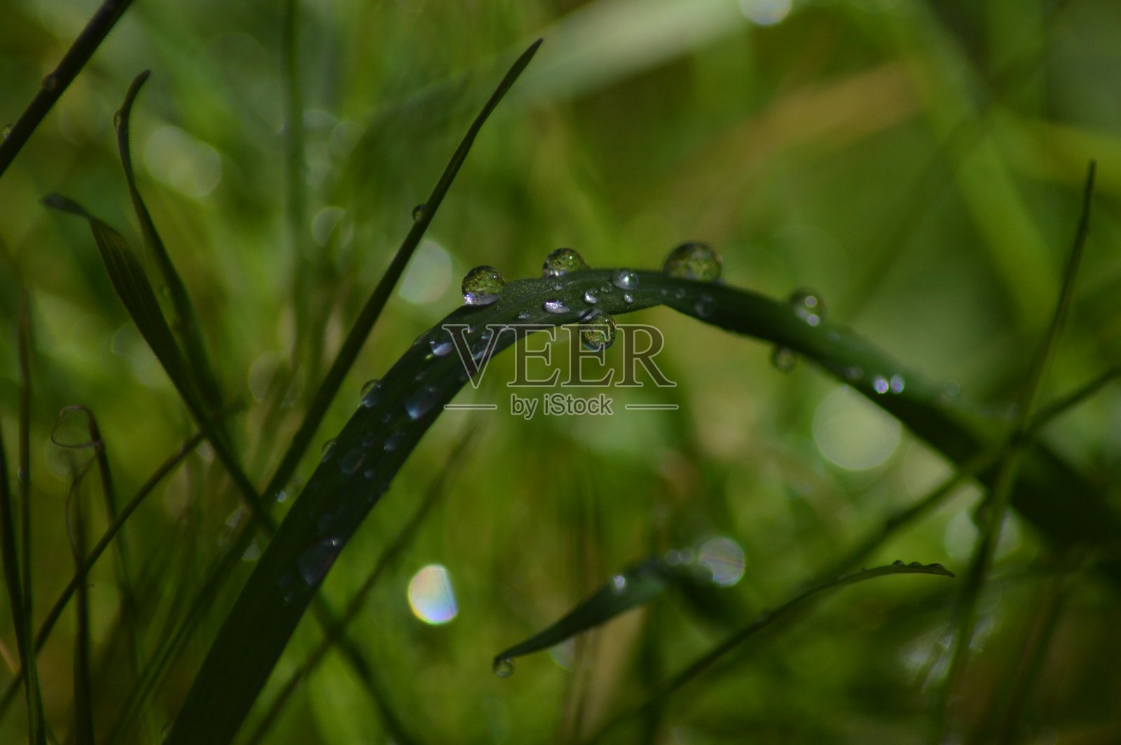 草的照片照片摄影图片