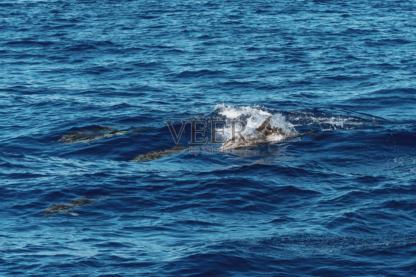 一群海豚在意大利利古里亚海游泳照片摄影图片