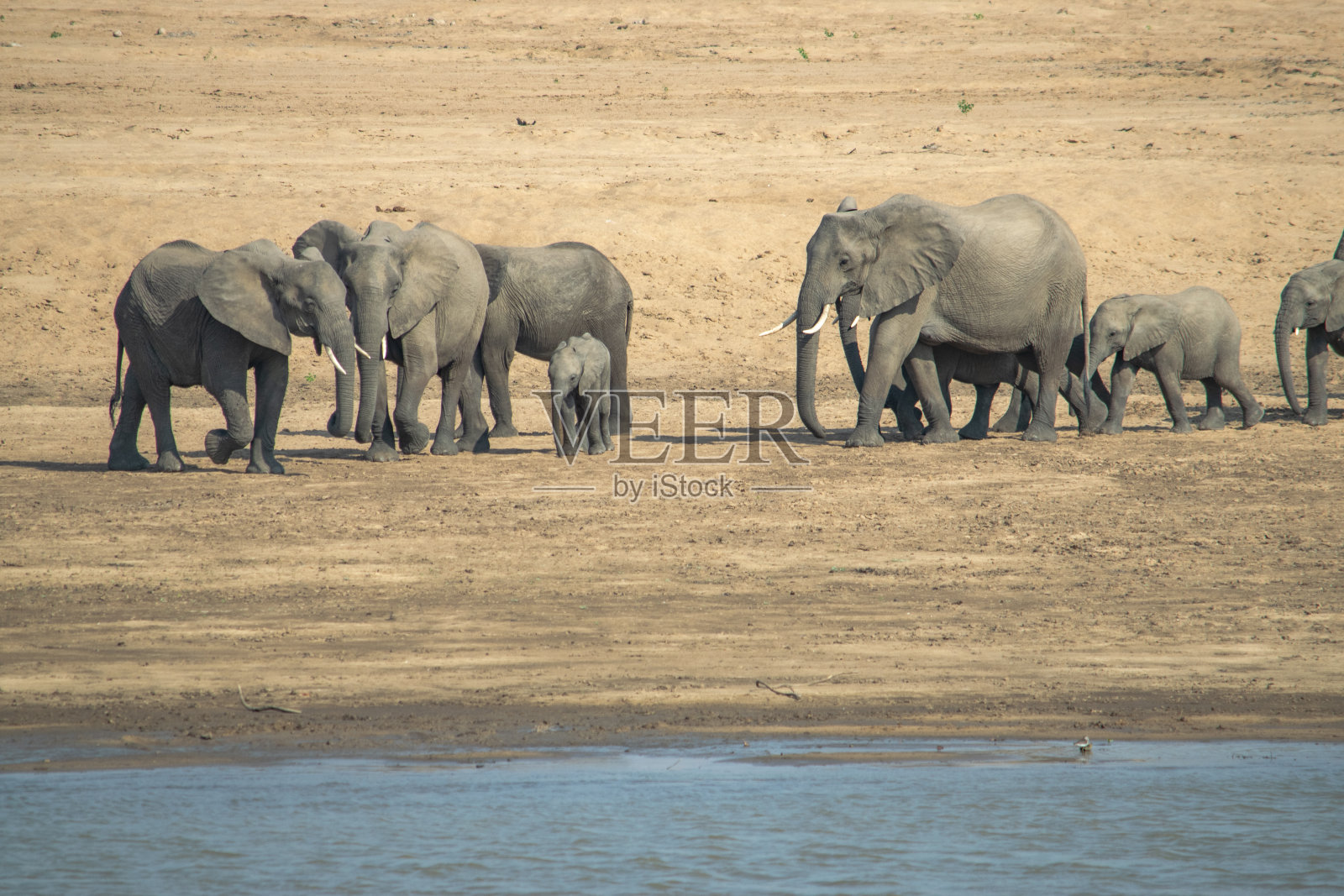 惊人的特写镜头，巨大的大象在非洲河流的沙质岸边移动照片摄影图片