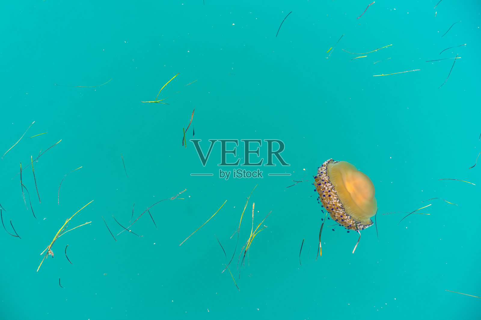 克罗地亚Savudria港的see水中漂浮的地中海水母(Cotylorhiza tuberculata)的侧视图。照片摄影图片