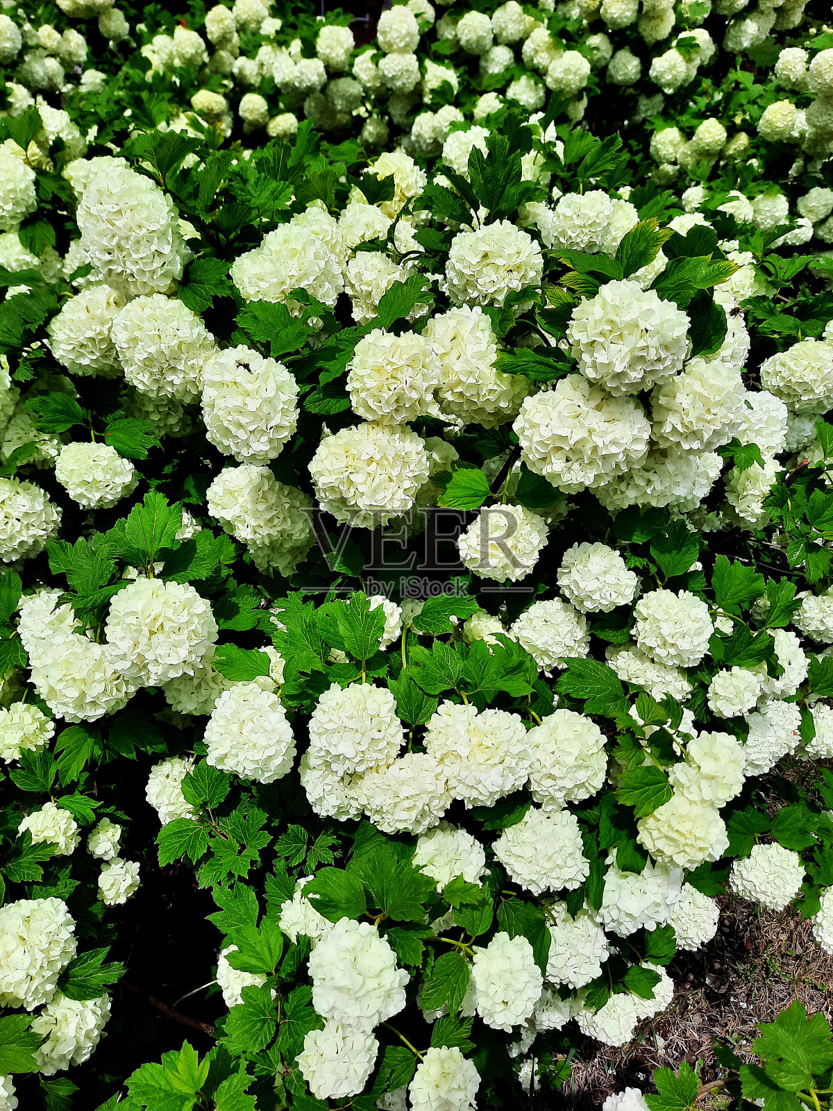 荚状花序(Gilaburu)照片摄影图片