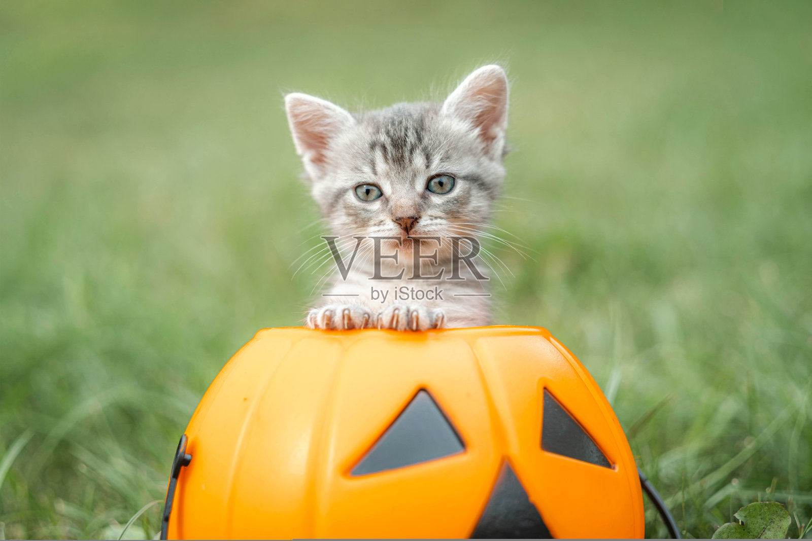 万圣节猫，杰克灯南瓜和灰色的小猫在绿色的草地上，明亮多彩的万圣节形象。。照片摄影图片