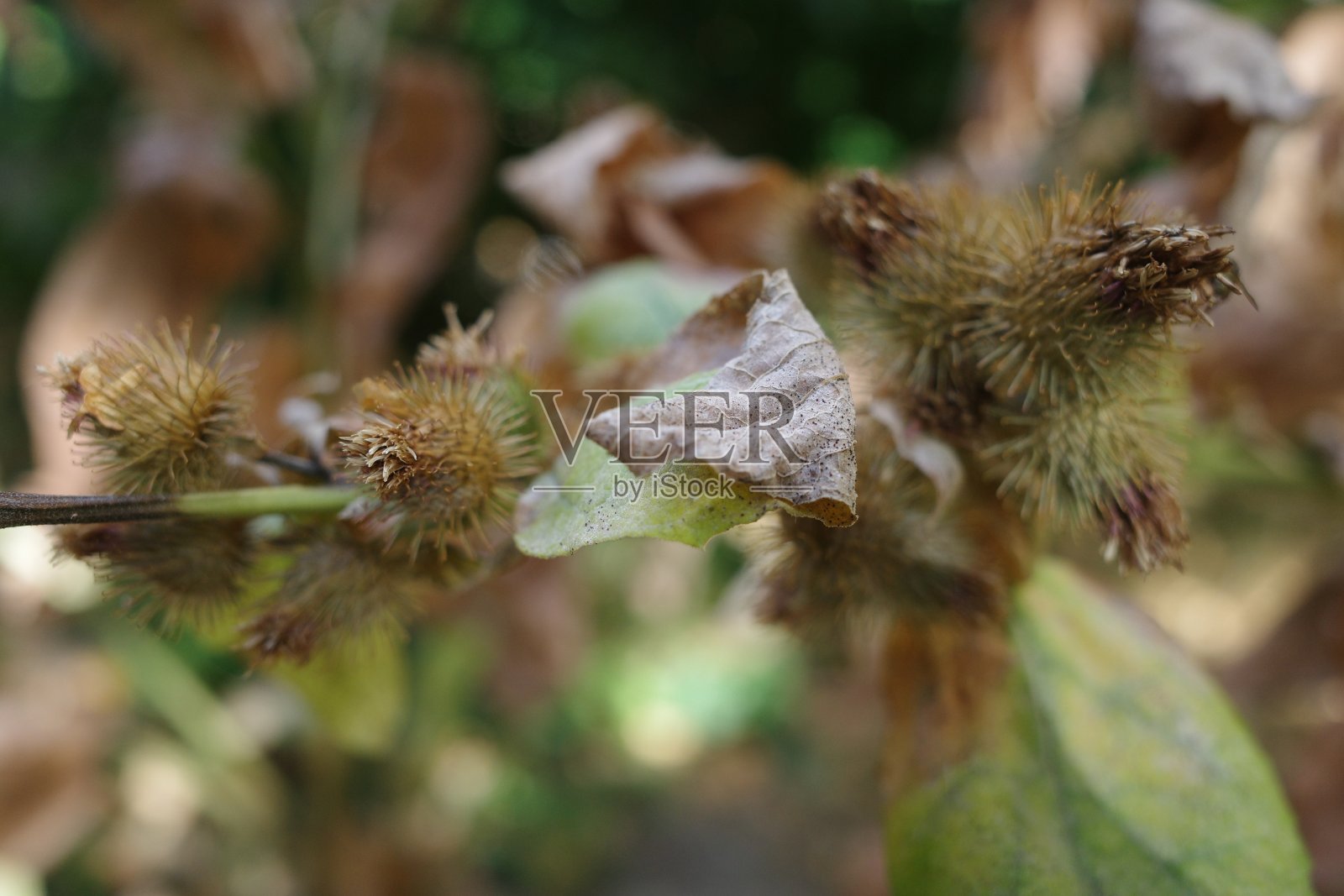 枯萎干蓟。特写镜头。植物的背景照片摄影图片