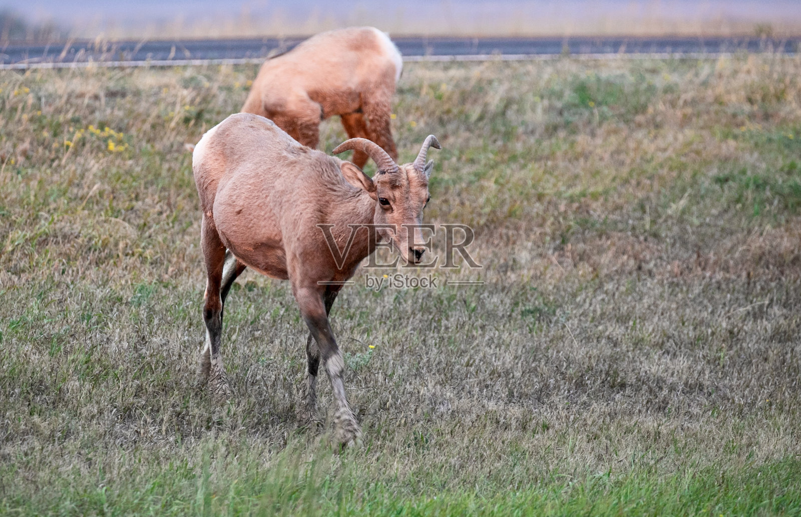 大角羊荒地国家公园照片摄影图片