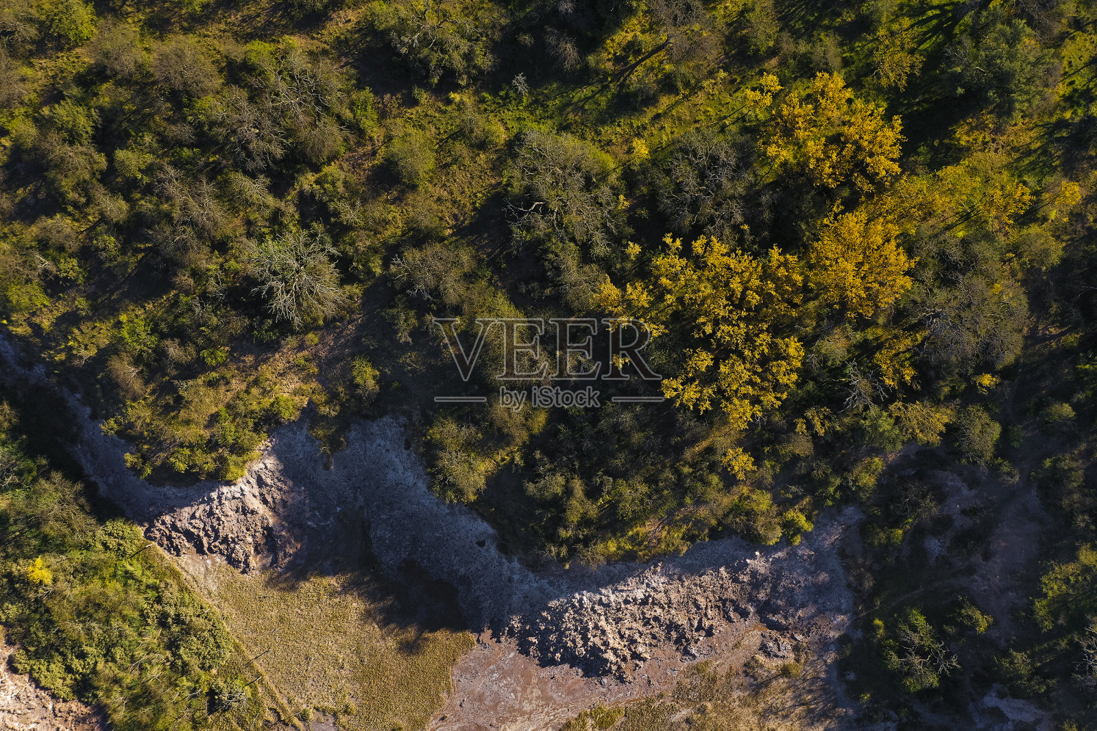 卡尔登森林景观，procsopis Caldenia植物，拉潘帕省，巴塔哥尼亚，阿根廷。照片摄影图片