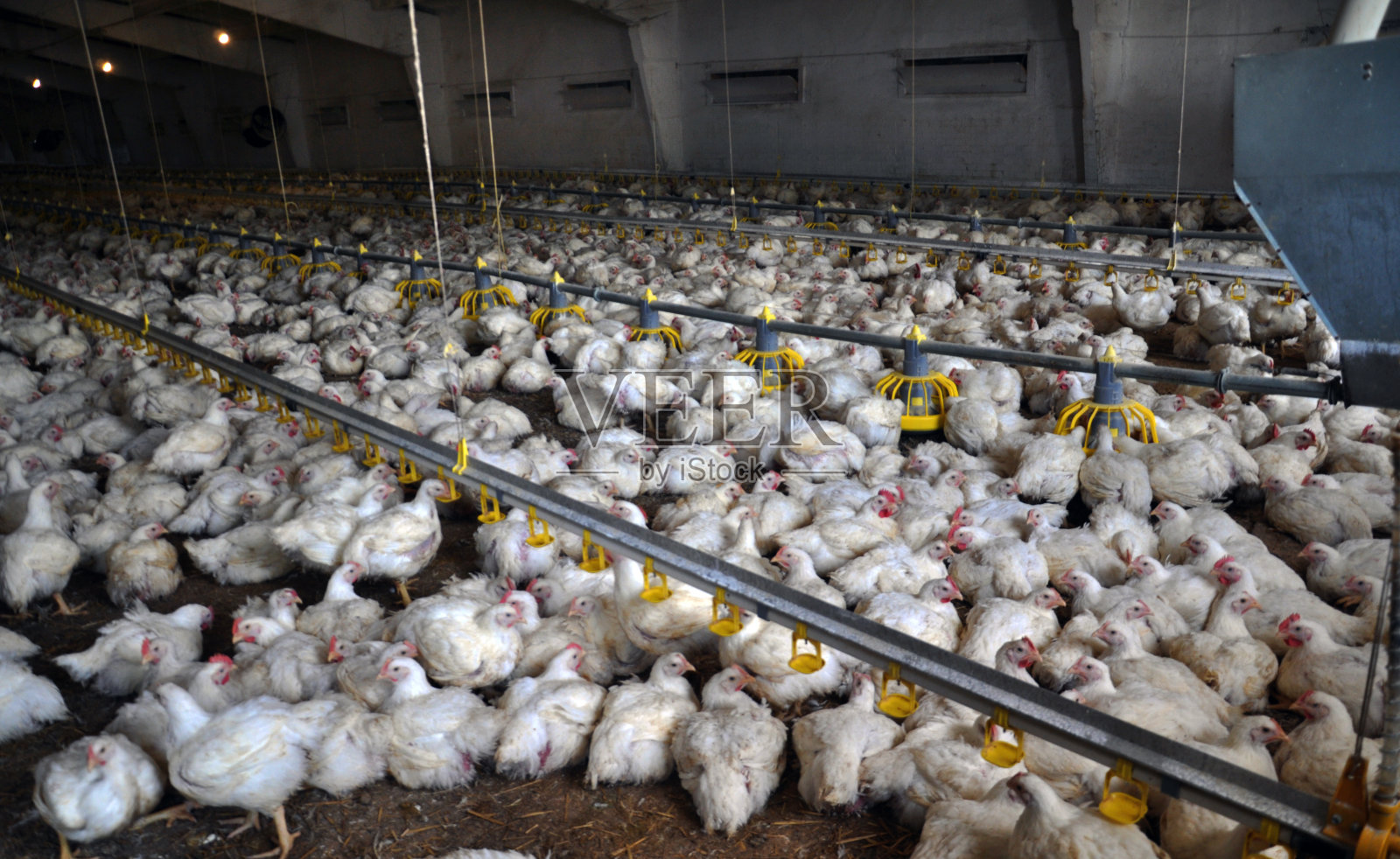 养鸡场照片摄影图片