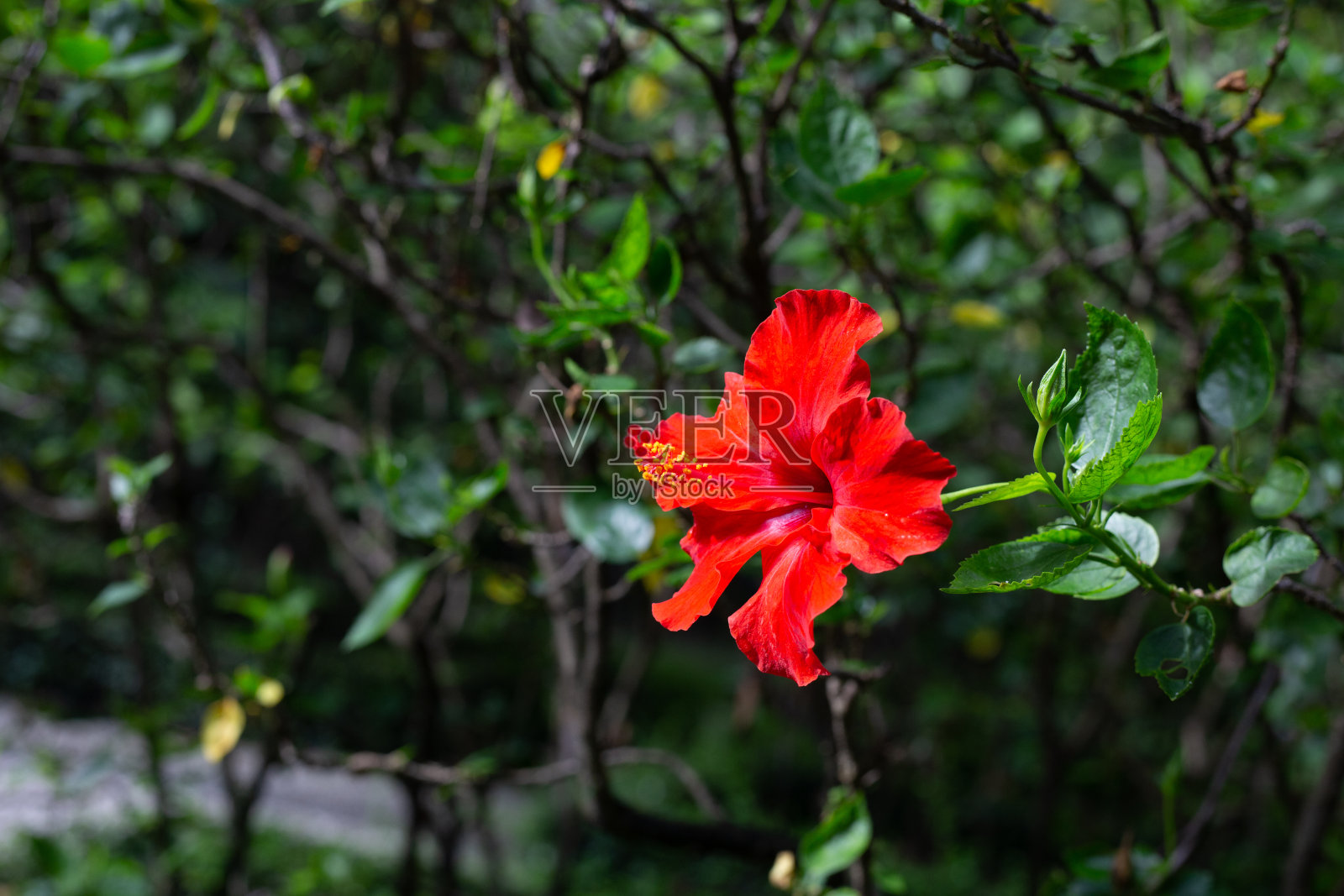 红色的芙蓉花在树上绽放照片摄影图片