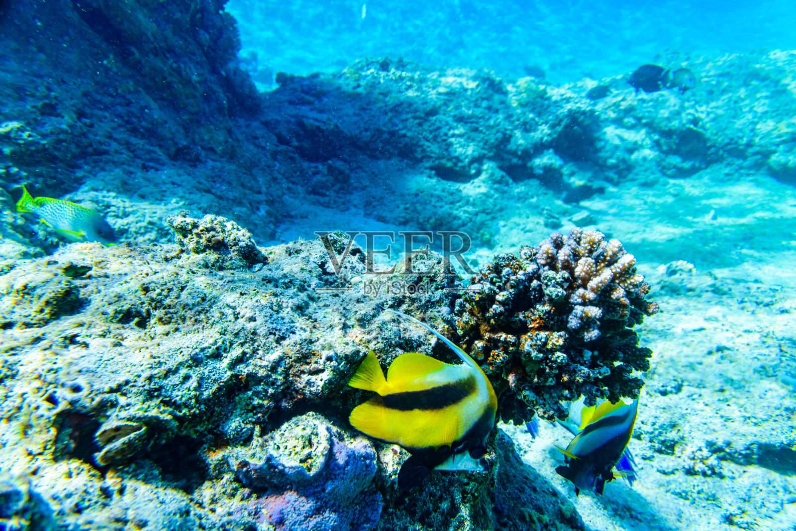 在红海的珊瑚礁上，珊瑚和鳍鱼的种群照片摄影图片