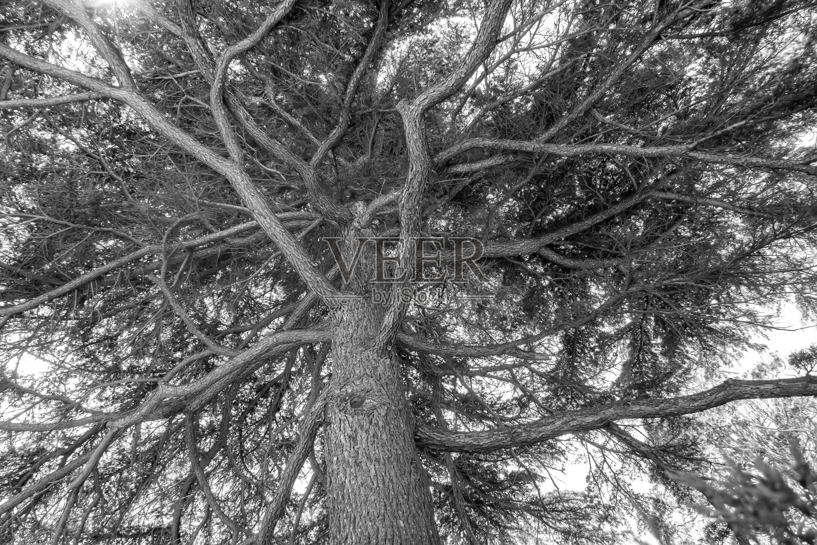 扭分支照片摄影图片