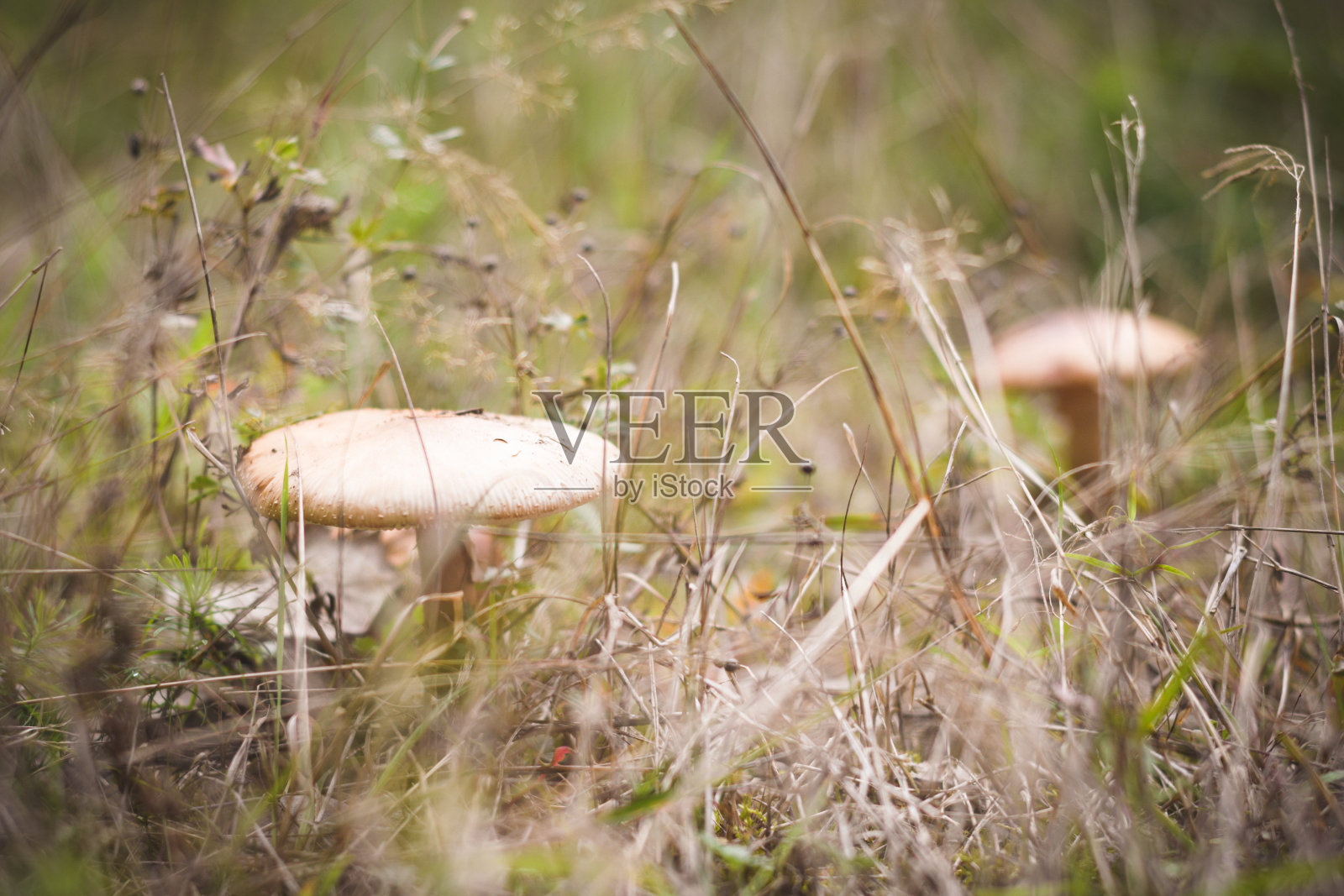 蘑菇照片摄影图片